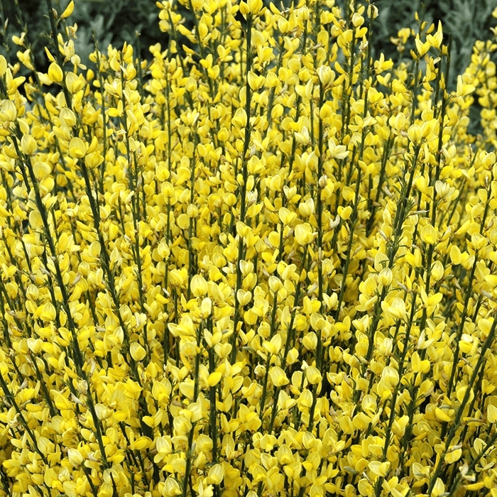 Zanoväť - Cytisus praecox 'Vanesse' P15 30/40