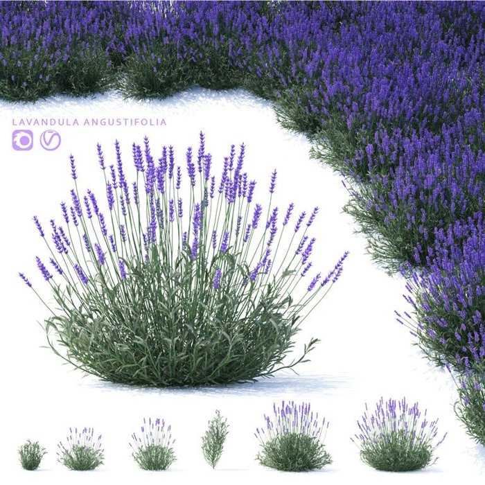 Levanduľa úzkolistá - Lavandula angustifolia  P18