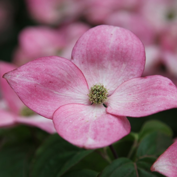 Drieň kousa - Cornus kousa 'Satomi' Co7L 50/60