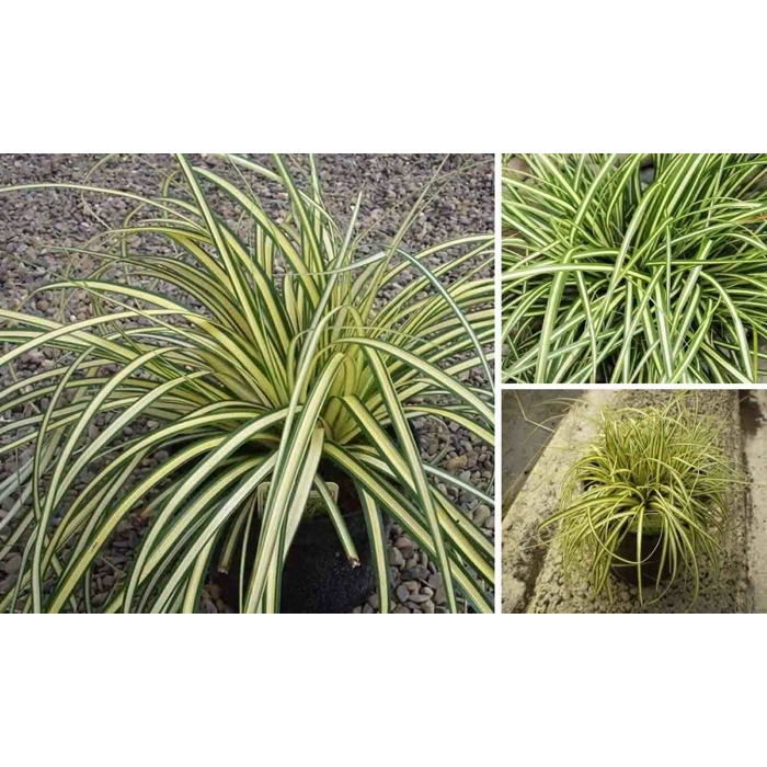 Ostrica ošimenská - Carex oshimensis 'Evergold'  Co1L