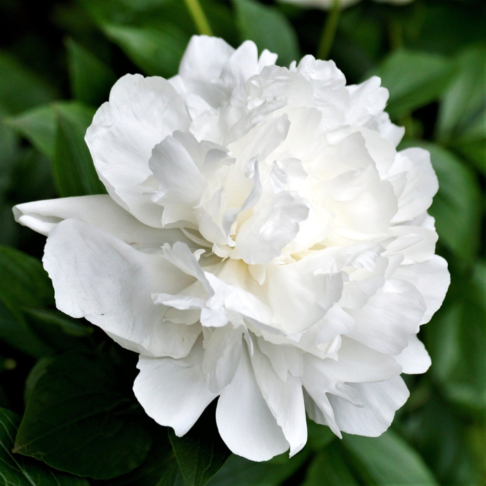 Pivonka čínska - Paeonia lactiflora 'Duchesse de Nemours'  Co3L