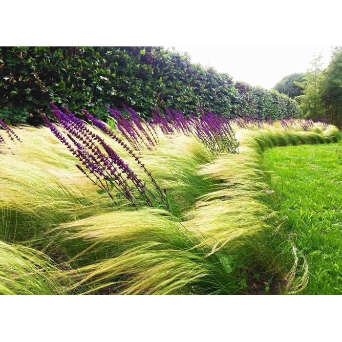 Kavyľ - Stipa tenuissima 'Pony Tails' Co13