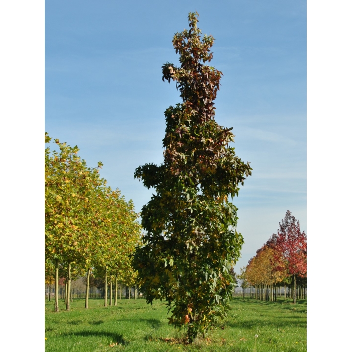 Ambrovník styraxový - Liquidambar styraciflua 'SLENDER SILHOUETTE´ Co15L 150/200