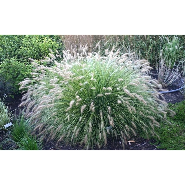 Perovec psiarkovitý - Pennisetum alopecuroides 'Hameln'