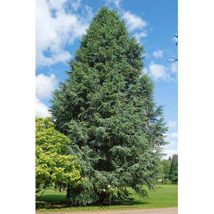 Céder atlaský - Cedrus atlantica 'GLAUCA' Co30L 150/175