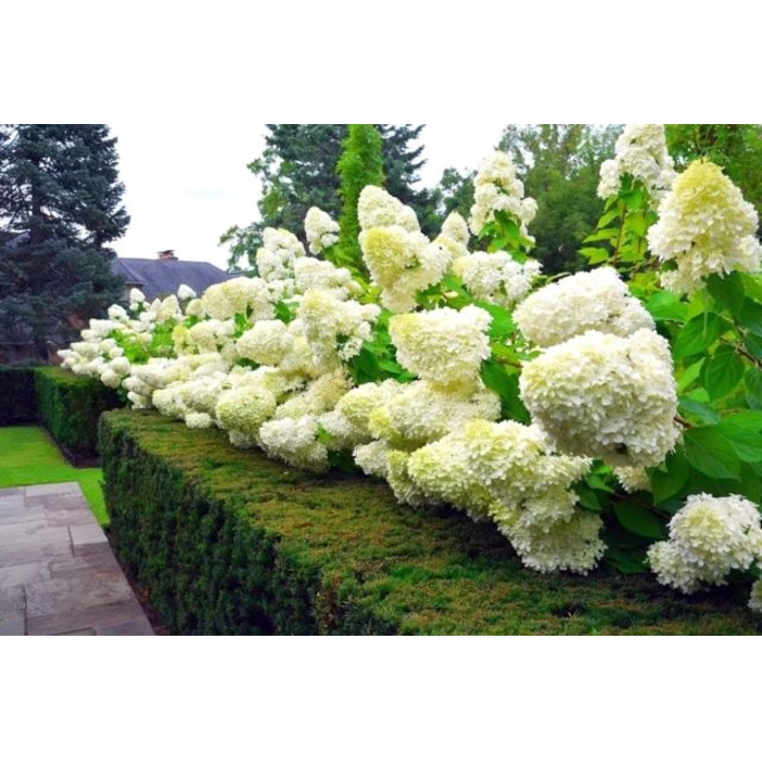 Hortenzia metlinatá - Hydrangea paniculata 'Magical Mont Blanc'  Co3L 30/40