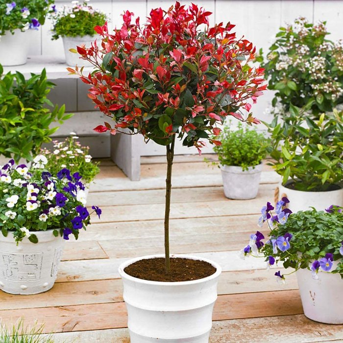 Červienka, Fotínia - Photinia fraseri ´Little Red Robin´  Co7L km1/4