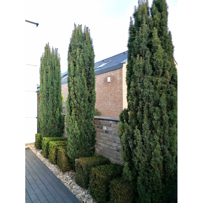 Tis obyčajný - Taxus baccata ´Fastigiata Robusta´ Co2L 30/40