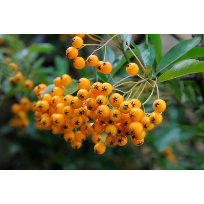 Hlohyňa šarlátová - Pyracantha ´Soleil d'Or´ 40+ Co2L