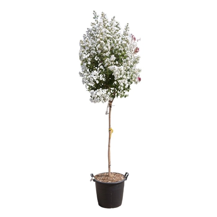 Myrta krepová tmavo ružová - Lagerstroemia indica ´ Bianco Grassi´  Co3L 60/100