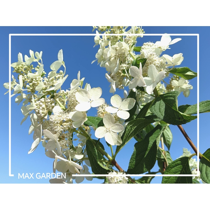 Hortenzia metlinatá - Hydrangea Paniculata ’Limelight'  Co2L 40/60