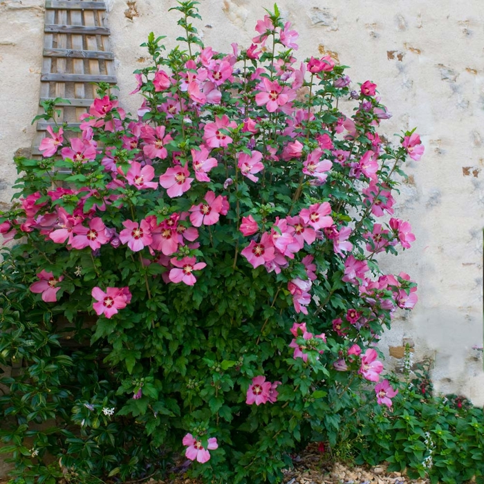 Ibištek - Hibiscus syriacus ´Woodbridge´ Co7,5L Km60