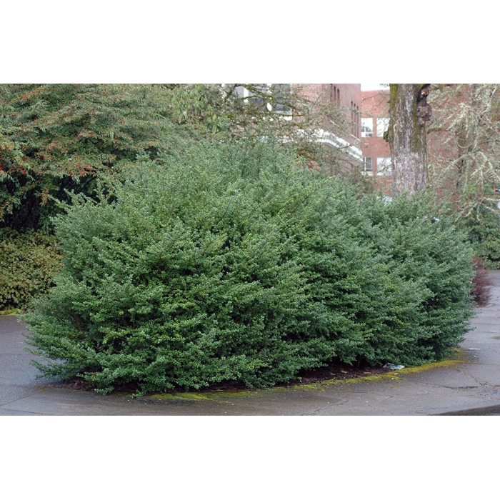 ILEX CRENATA ´Convexa´   Co2L   40cm