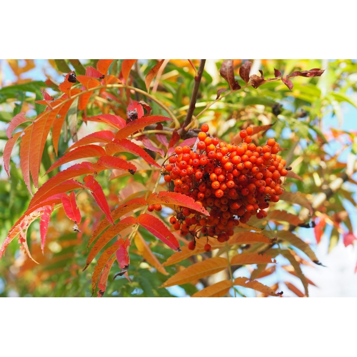 Sorbus Domestica 150/200