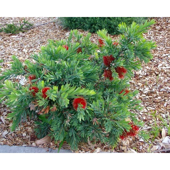 Tyčinkovec, krásnokvet  - Callistemon viminalis 'Little John' Co2L