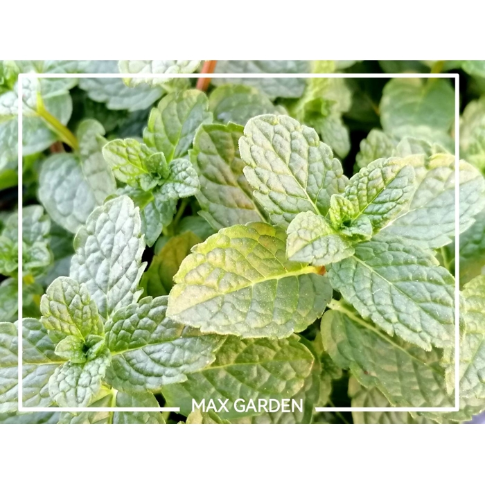 Mäta Marocká - Mentha spicata var. crispa ‘Moroccan’