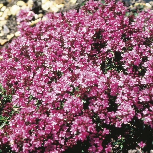 Dúška včasná - Thymus praecox ´Coccineus´  K9