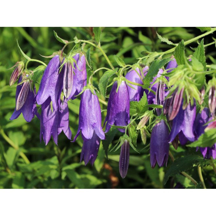 Campanula haylodgensis ´Blue Bali´ Co10,5