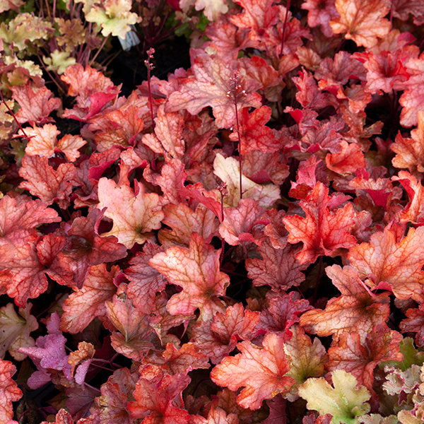 Heuchera  ’Electra´ P13  5/10