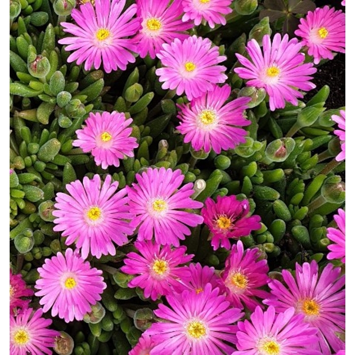 Delosperma ´Jewel of Desert´ - oranžová  K9