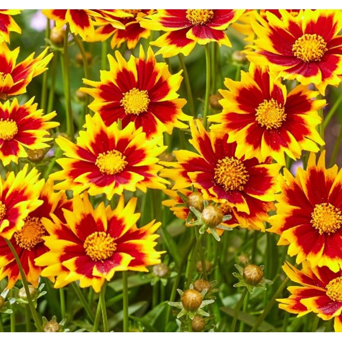 Coreopsis grandiflora 