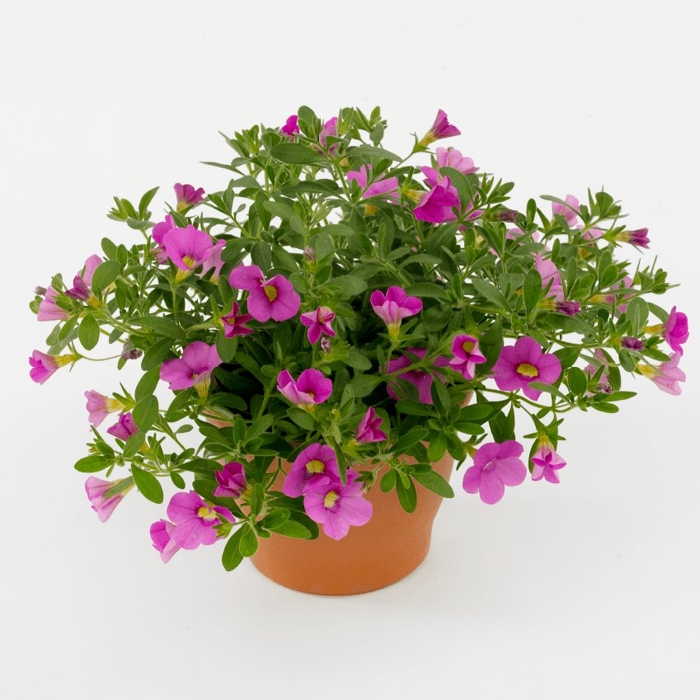 Calibrachoa Bouquet ´Brilliant Pink´