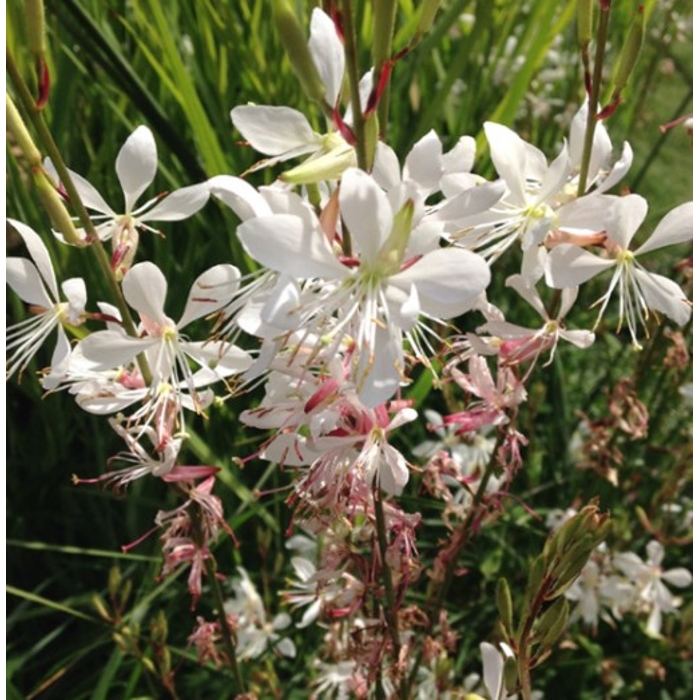 Gaura lindheimeri ´Rose´ P13