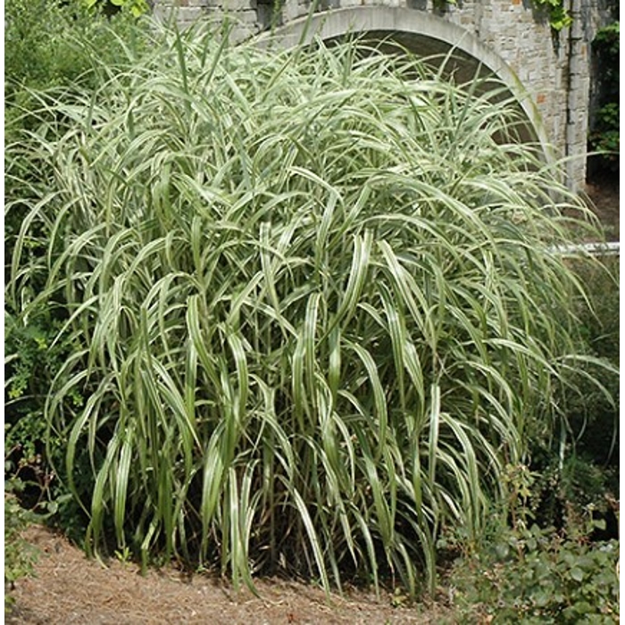 Ozdobnica čínska -Miscanthus sinensis 'Zebrinus' Co18