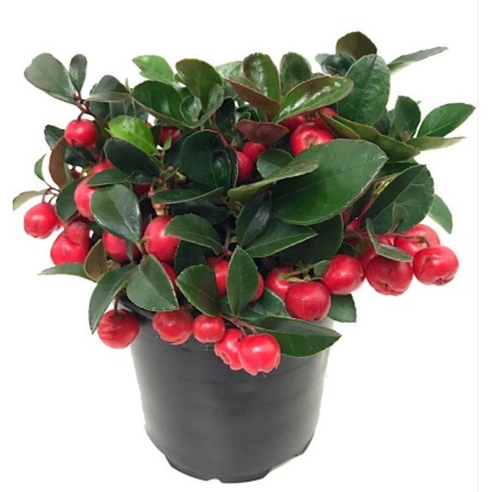 Gaultheria mucronata ´Pernettya´ - Gaultéria  P17