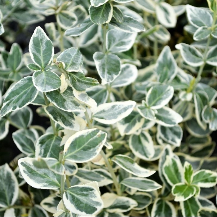 Bršlen - Euonymus fortunei ´Emerald Gaiety´  P13 10/15