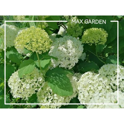 Hortenzia stromčekovitá - Hydrangea arborescens 'Annabelle' Co2L 20/30