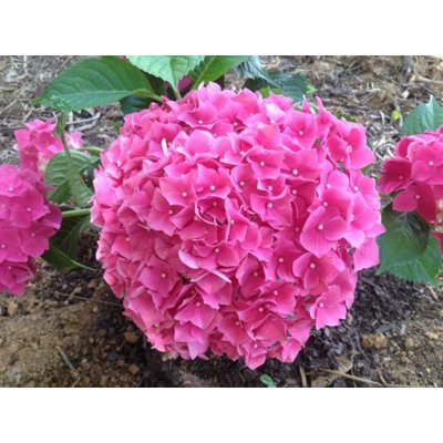 Hortenzia kalinolistá - Hydrangea macrophylla 'Leuchtfeuer'  Veľkosť: BS , K4