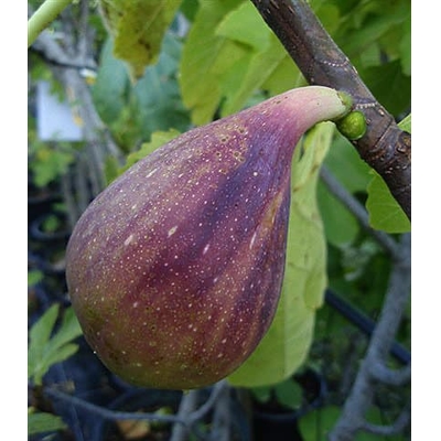 Ficus carica ´Peretta´ Co13 20/25