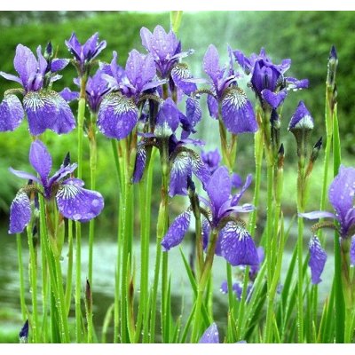 Iris sibirica ´Blue King´ Co9