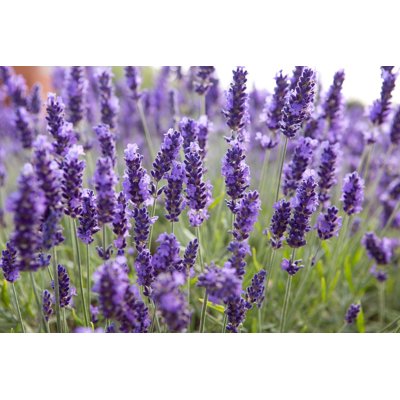 Levanduľa úzkolistá  -  Lavandula angustifolia 'Hidcote Blue'  Co17