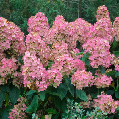 Hortenzia metlinatá - Hydrangea paniculata 'Pink Diamond'  Co2L  40/50