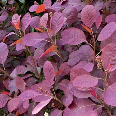 Cotinus coggygrya Royal Purple Co5L