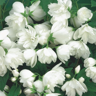 Philadelphus ´Snowbelle´ Co2,5L  20/30