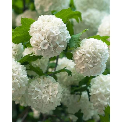 Kalina obyčajná - Viburnum opulus ´Roseum´ Co3L