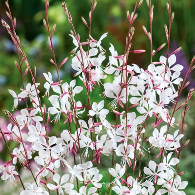 Gaura lindheimeri ´Whirling Butterfiles´ P13