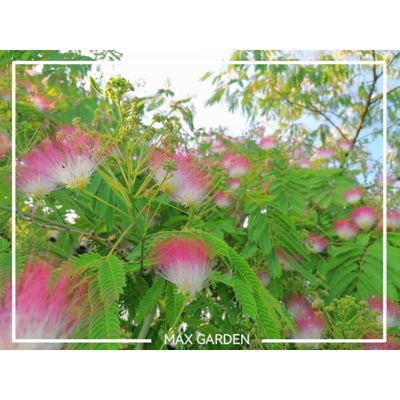 Albízia - Albizia julibrissin Ombrella Co7,5L 150/200