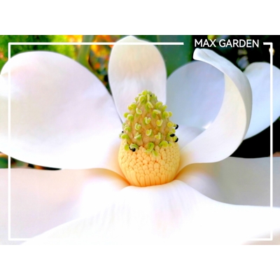 Magnólia veľkokvetá - Magnolia grandiflora ´Little Gem´ Co9L 50/70