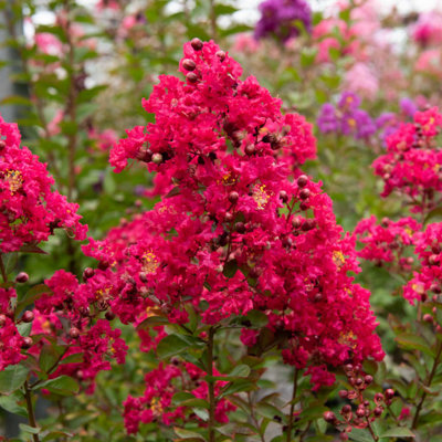 Myrta krepová červená - Lagerstroemia indica ´Durant Red´ Co3L 20/30