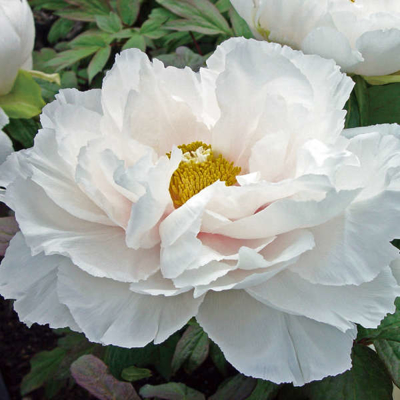 Pivonka drevitá - Paeonia Suffruticosa 40/50 -biela