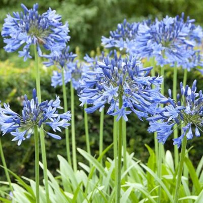 Agapanthus ´Charlotte´ Co2L