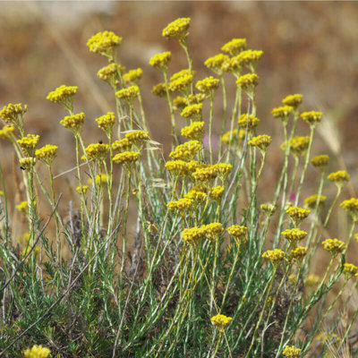 Slamiha talianská (Curry, Kari)  - Helichrysum italicum P14