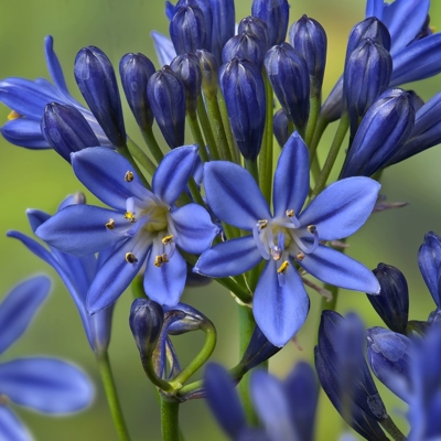 Agapanthus ´Charlotte´ Co2L