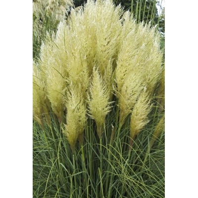 Pampová tráva - Cortaderia selloana ´Rosea´