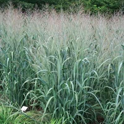 Panicum virgatum Rehbraun