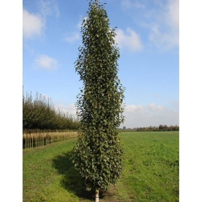 Breza previsnutá - Betula pendula ´Youngii´ Co18L 3/4 kmeň